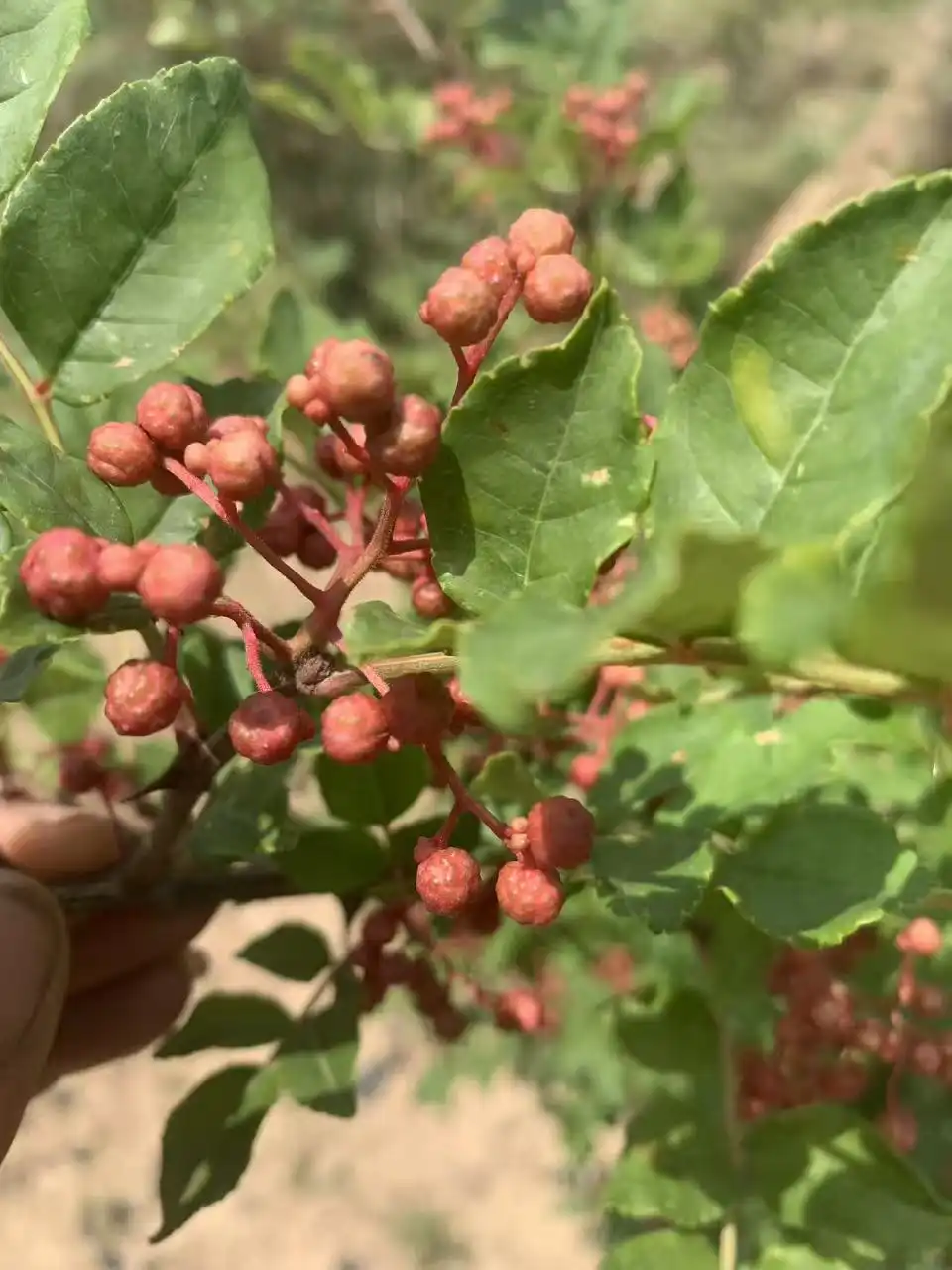 西风网络安全