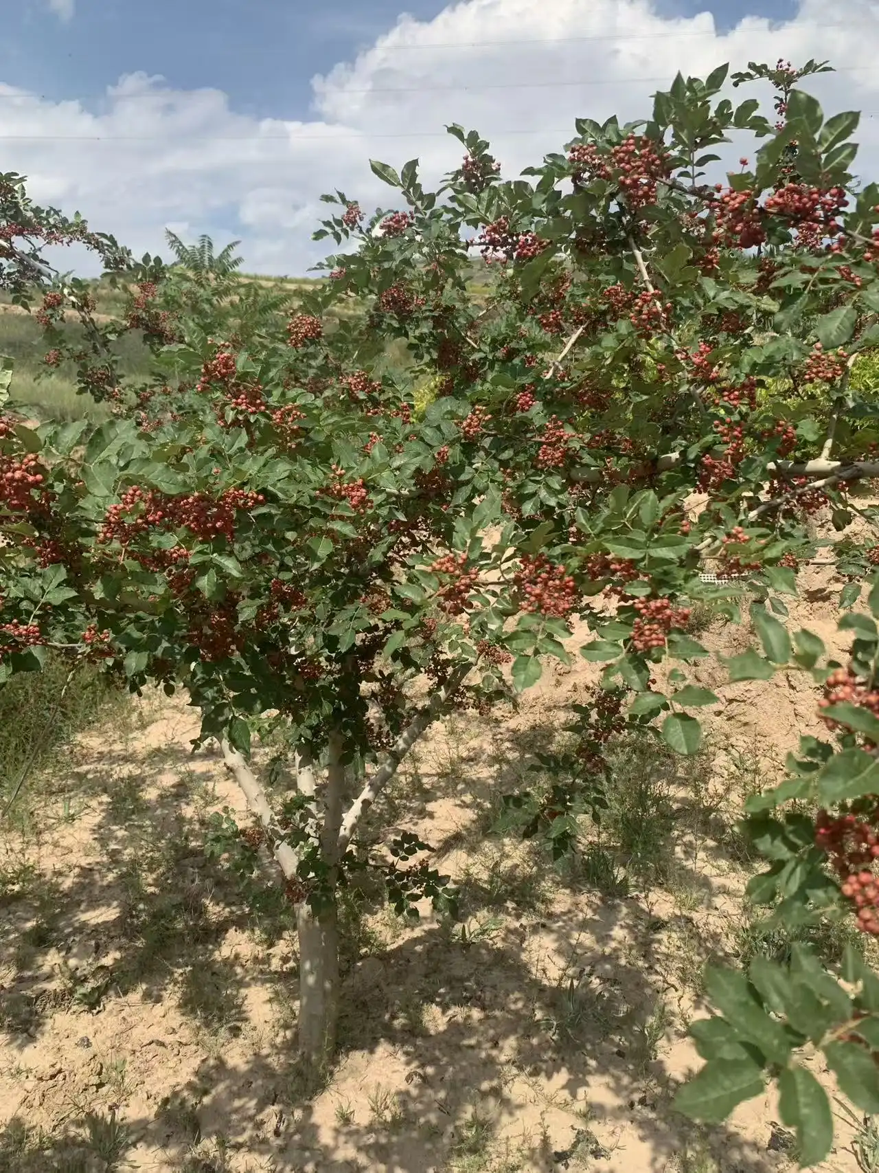 西风网络安全